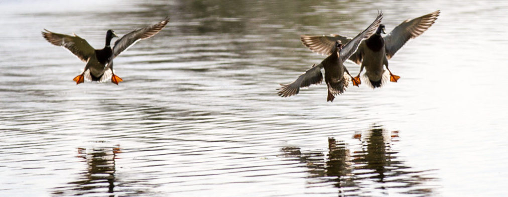 Ducks on Village Lake